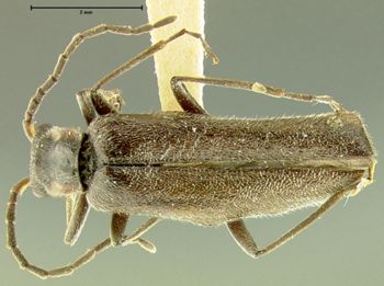 Media type: image;   Entomology 24168 Aspect: habitus dorsal view